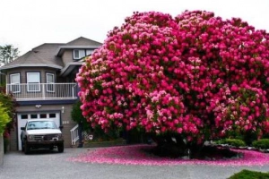 Đi chơi Canada nhớ ngắm cây hoa đỗ quyên 115 năm tuổi