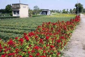 Đi Gò Công cuối năm, ngóng tết xưa&#8230;