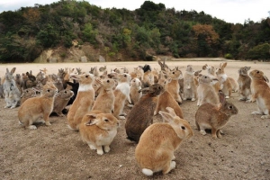 Đi ngay hòn đảo thỏ Okunoshima Nhật Bản xinh yêu hết nấc