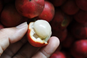 Đi Phú Yên ngắm vườn cây đỏ, ăn trái đỏ chua lè lưỡi
