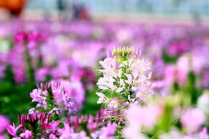Đổ xô chụp ảnh tại thung lũng hoa Hồ Tây