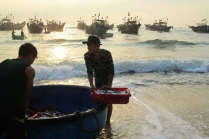 Đón cá lúc bình minh Nhân Trạch