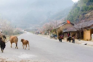 Đón xuân trên cao nguyên đá Đồng Văn