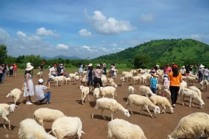 Đồng cừu ở Bà Rịa - Vũng Tàu đông khách dịp cuối tuần