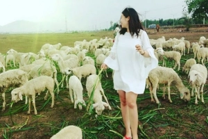 Đồng cừu Suối Nghệ - Địa chỉ chụp ảnh siêu &#8216;hot&#8217; ở Vũng Tàu
