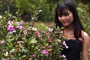 Du khách say mê selfie giữa rừng hoa sim ở &#8216;thiên đường Măng Đen&#8217;