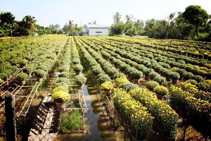 Du khách về với vườn hoa Tết ở Sa Đéc
