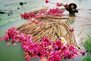 Du lịch Châu Đốc hái bông súng mùa nước nổi