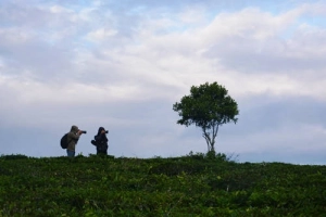 Du lịch Đà Lạt săn mây ở làng chè trăm tuổi