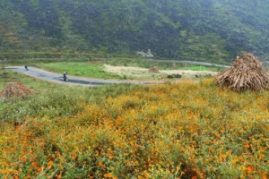 Du lịch Hà Giang ​có một mùa hoa cúc ở Đồng Văn