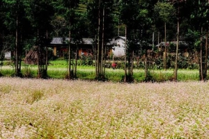Du lịch Hà Giang ngắm tam giác mạch đầu mùa rực rỡ