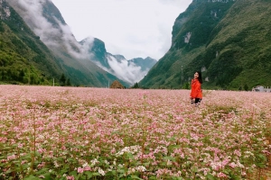 Du lịch Hà Giang vào mùa hoa tam giác mạch