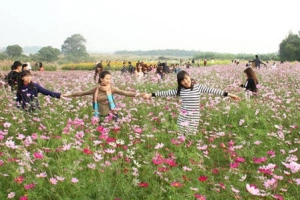 Du lịch Hà Nội ghé vườn hoa bãi đá sông Hồng