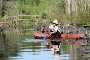 Du lịch Hà Nội ngắm Suối Yến đẹp như tranh vẽ mùa hoa súng