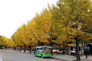 Du lịch Hàn Quốc ngắm bức tranh thu rực rỡ