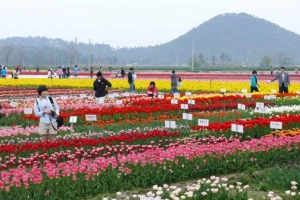 Du lịch Hàn Quốc tham dự 5 lễ hội hoa tulip rực rỡ