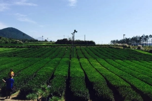 Du lịch Hàn Quốc trải nghiệm 3 ngày như trong phim ở đảo Jeju