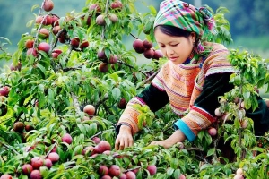 Du lịch Mộc Châu tham dự &#8216;ngày hội hái mận&#8217;