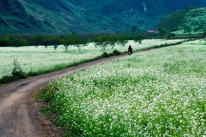 Du lịch Mộc Châu tháng 11 ngắm hoa cải nở trắng đồi