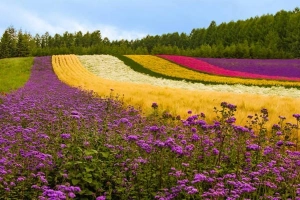 Du lịch Nhật Bản khám phá 10 trải nghiệm không thể quên ở Hokkaido