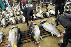 Du lịch Nhật Bản tham dự phiên đấu giá cá ngừ tại chợ Tsukiji