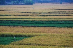 Du lịch Phú Yên ngắm cảnh đồng quê mộc mạc và bình dị