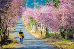 Du lịch Tết âm lịch 2016: Chọn Đà Lạt, Phan Thiết, Vũng Tàu hay Nha Trang?