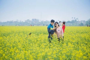 Du lịch Thái Bình ngắm cánh đồng hoa cải vàng rực rỡ
