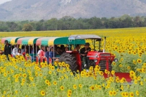 Du lịch Thái Lan khám phá vùng đất hoa mặt trời cổ tích