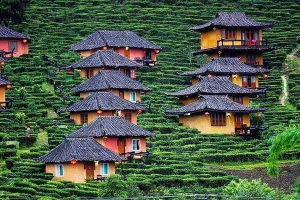 Du lịch Thái Lan ngắm ngôi làng trên đồi chè đẹp như bích họa