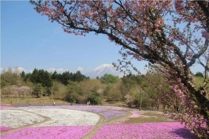Du lịch Yamanashi ‘lạc lối’ giữa cánh đồng hoa Shibazakura rực rỡ