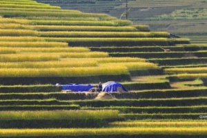 Du lịch Yên Bái độc đáo với &#8216;lễ hội&#8217; ruộng bậc thang Mù Cang Chải