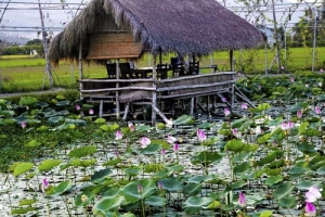Đường vào đầm sen hoa nở bạt ngàn ở Nha Trang