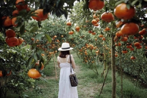 Gần Tết đi thăm làng quýt hồng Lai Vung