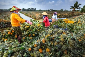 Ghé thăm làng khóm Cầu Đúc trăm năm ở Hậu Giang