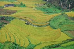 Hà Giang đẹp nao lòng mùa lúa chín
