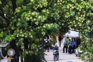 Hà Nội có một mùa hoa giá 0 đồng mà cả phố vương vấn mùi hương