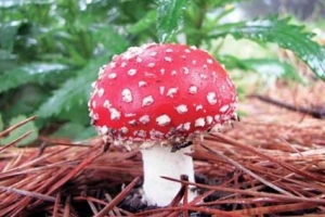 Hái nấm trong rừng Wilson Promontory