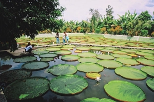 Hai ngày khám phá xứ sen Đồng Tháp với 500.000 đồng