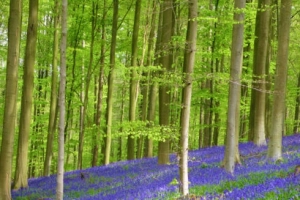 Hallerbos - Con đường đi dạo mùa xuân đẹp nhất tại Bỉ