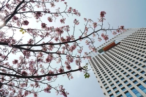 Hàng trăm cây hoa kèn hồng nở rộ giữa trung tâm Sài Gòn