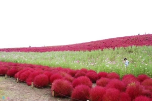 Hàng triệu cây cỏ đổi màu khi vào thu