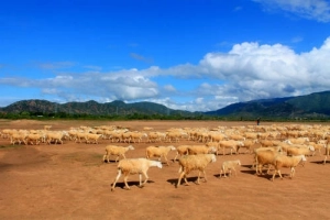 Hành trình du xuân 9 ngày qua 5 tỉnh thành