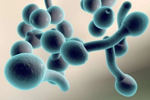 Hình ảnh nấm Candida soi tươi