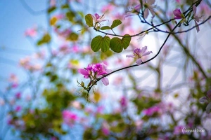 Hoa ban Tây Bắc nhuộm tím góc trời hồ Tây