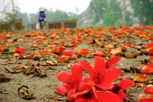 Hoa gạo bung cánh cho mùa xuân chín đỏ
