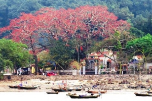 Hoa gạo đỏ Đồ Sơn hớp hồn du khách