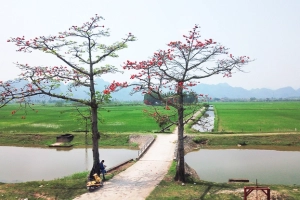 Hoa gạo tháng 3 nở đỏ rực đường phố, làng quê