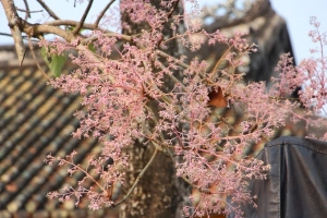 Hoa ngô đồng nở rộ trong Hoàng cung Huế