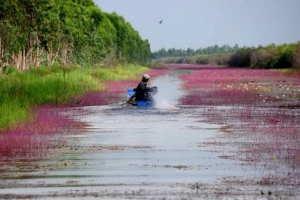 Hoa nhĩ cán nhuộm tím dòng kênh Đồng Tháp